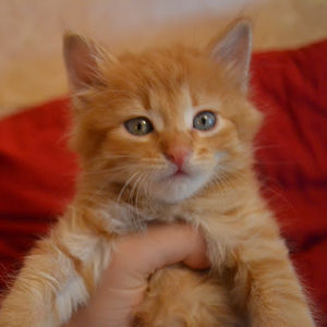 Meet your Posher, Daryna